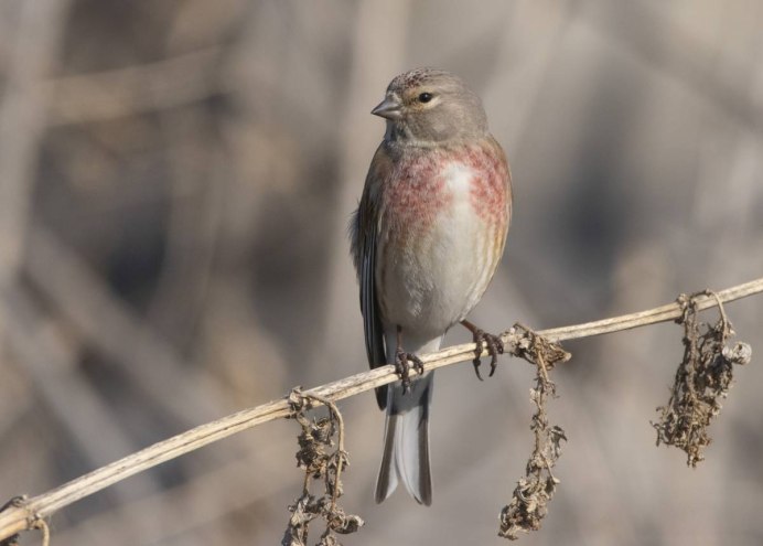 Птенец Коноплянки