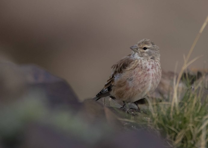 Кормление птенчиков Коноплянки