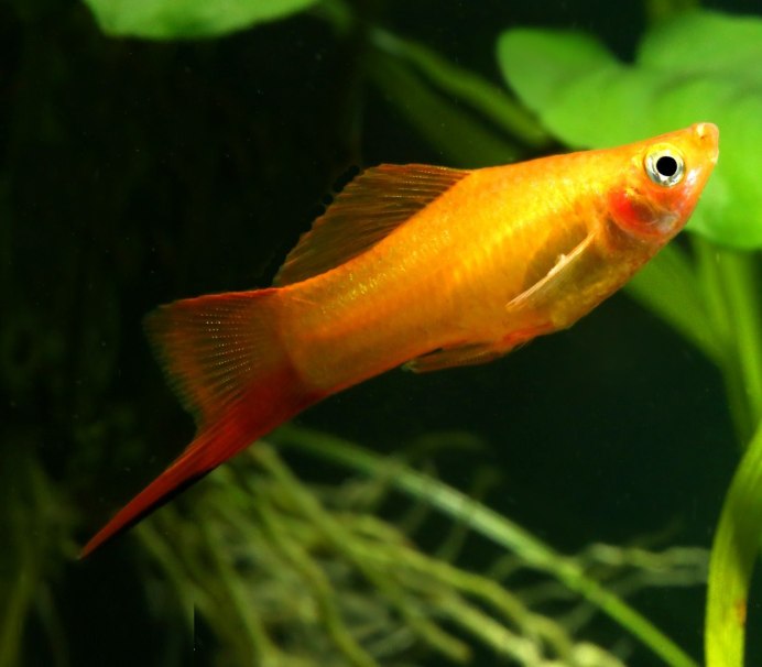 Меченосец Монтесумы Xiphophorus montezumae