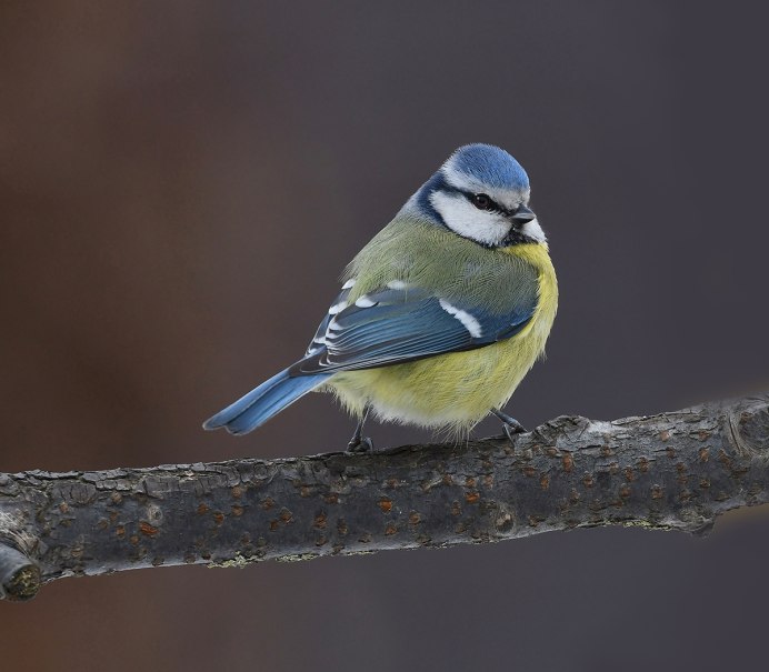 Синица голубая лазоревка