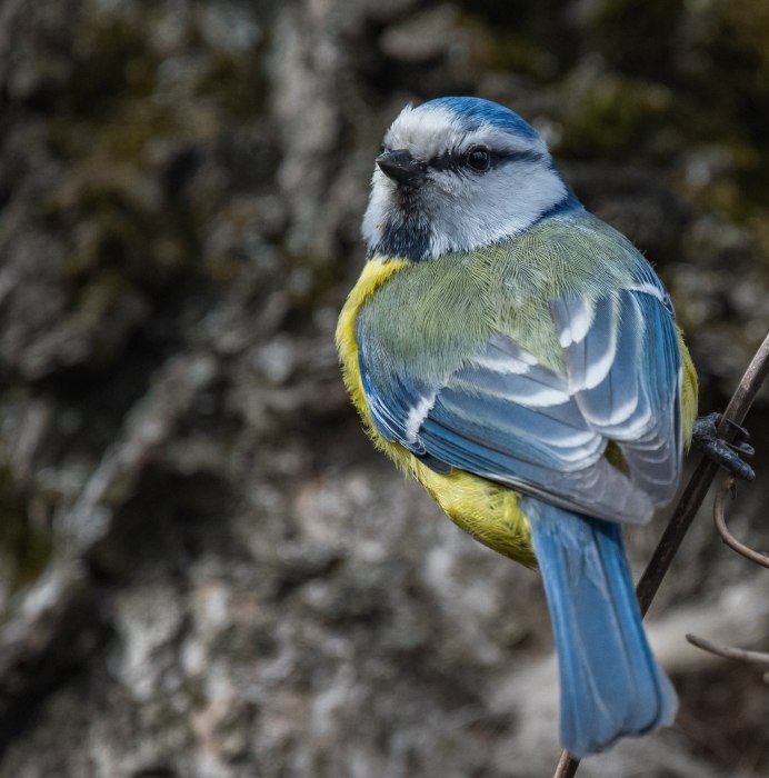 Синицы черношапочная слеток