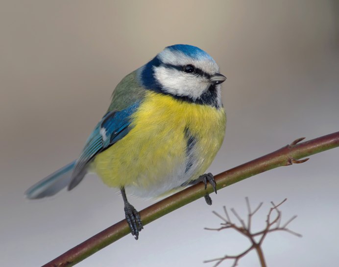 Н-лазоревка