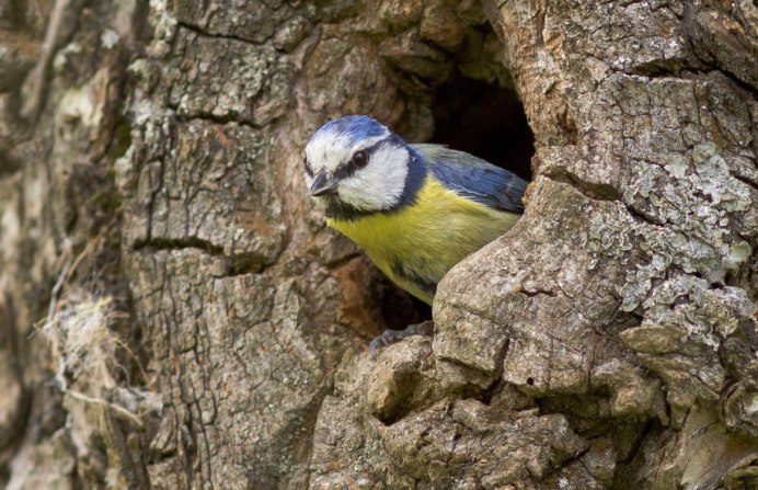 Синица-лазоревка летом