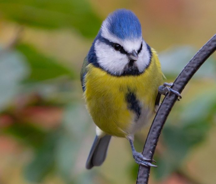 Лазоревка бородатая