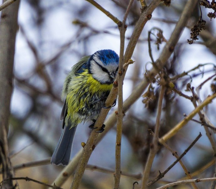 Птица синица Лазаревка