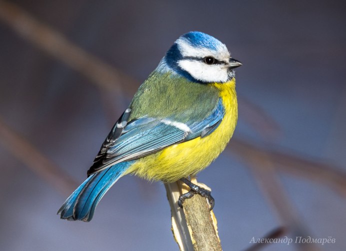 Птица синица лазоревка обыкновенная