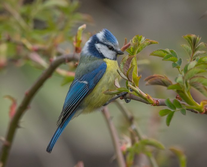 Синица голубая лазоревка
