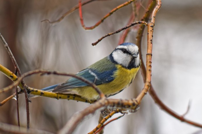 Лазоревка самка