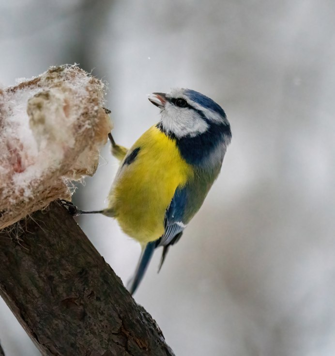 Астраханский заповедник птица лазоревка
