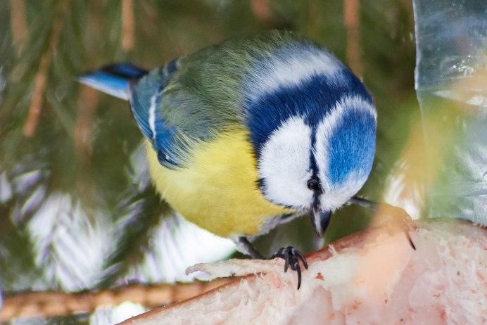 Маленькая синичка лазоревка