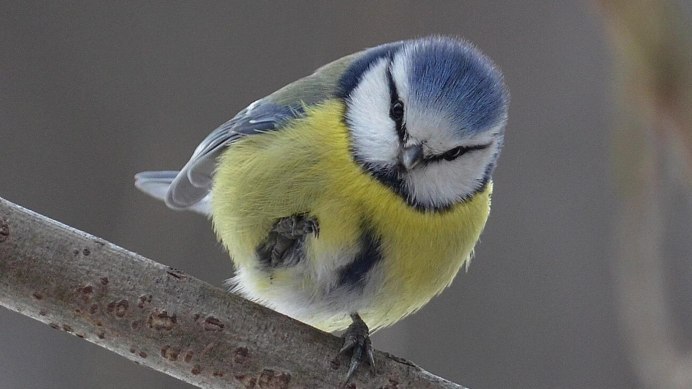 Синица голубая лазоревка