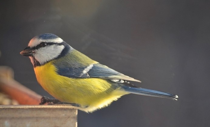 Большая синица самец