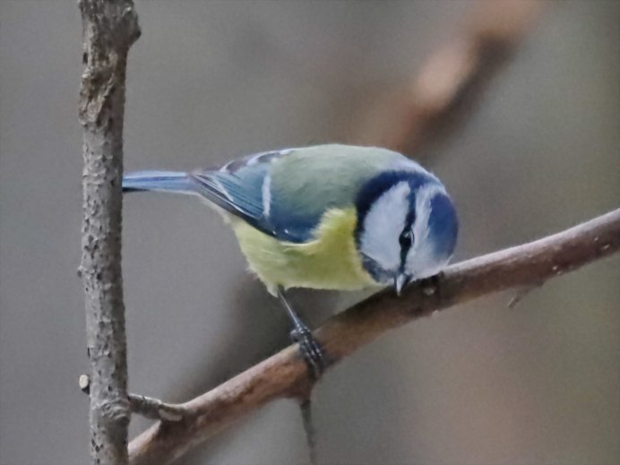 Синичка коричневая