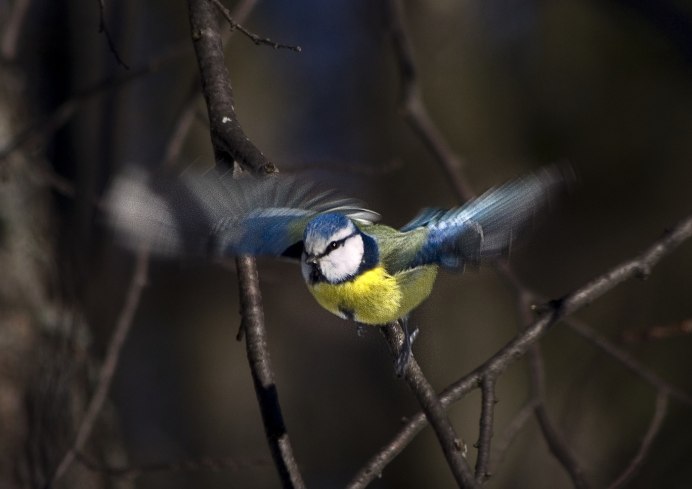 Обыкновенная лазоревка и синица
