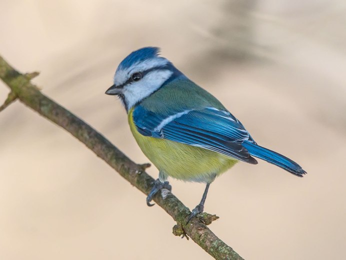 Синица лазоревка фото