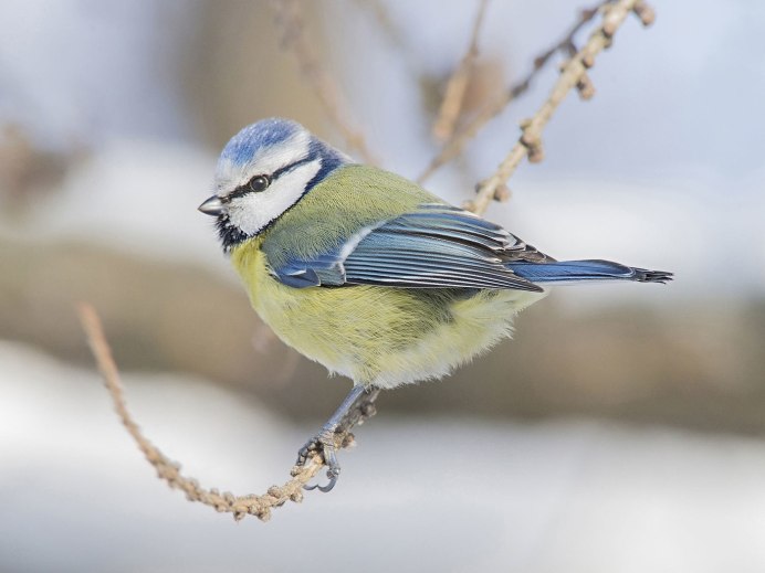 Лесная синица