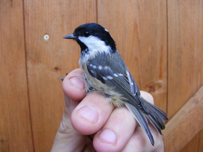 Павловск парк природа синицы