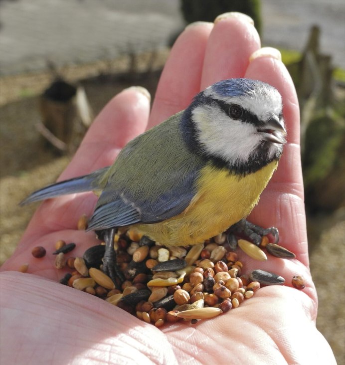 Лазоревка (cyanistes caeruleus)