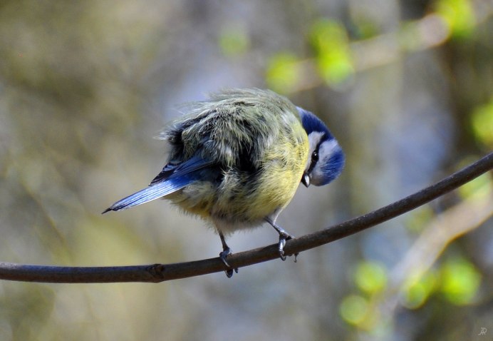 Птицы синицы корм