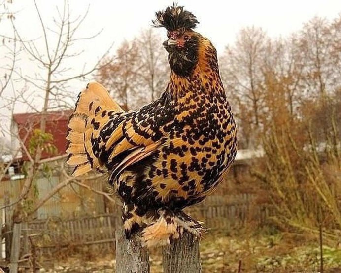 Куры породы Рябушка