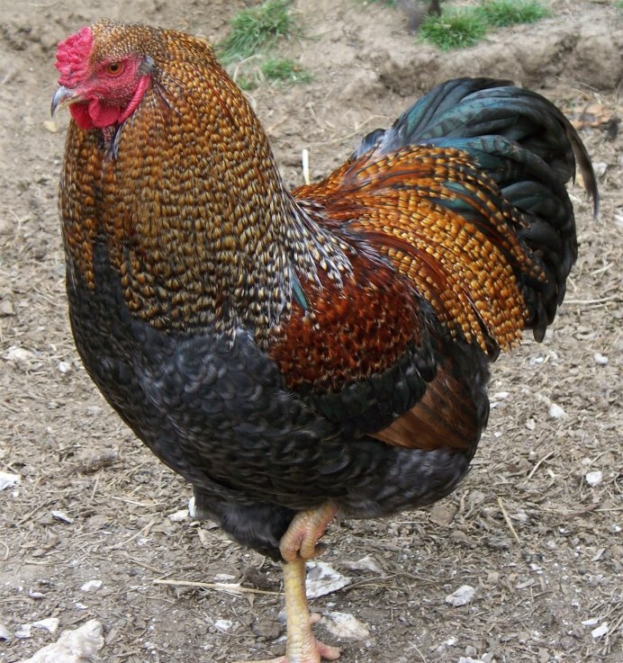 Куры породы Амрокс