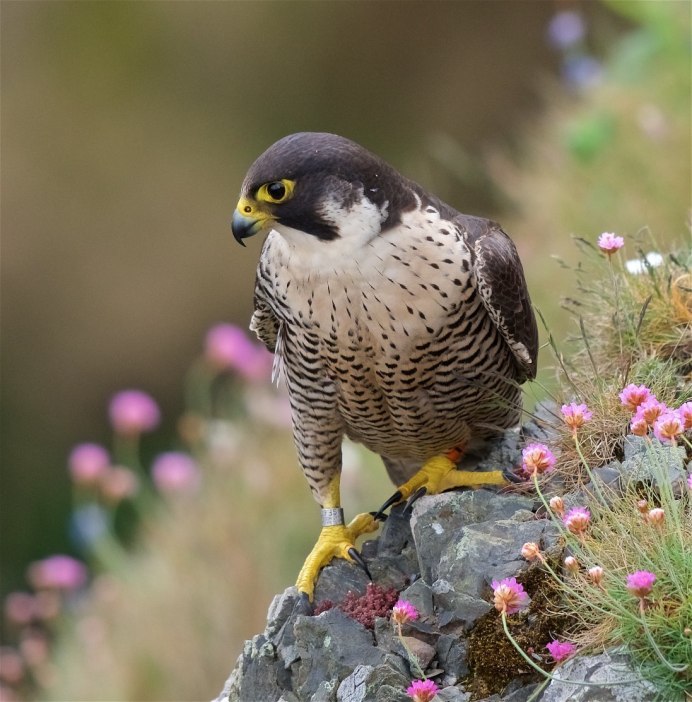 Сапсан Тундровый