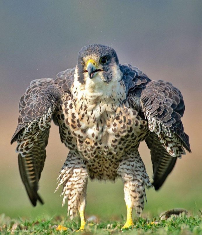 Сапсан Falco peregrinus