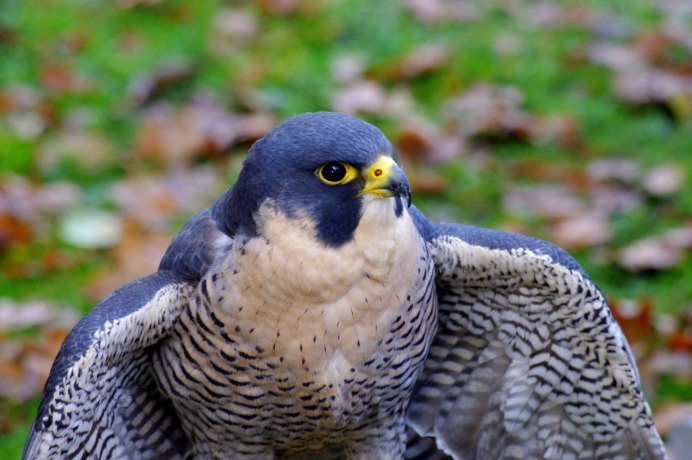 Пеллегрин птица
