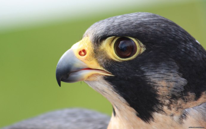 Сокол Перегрин