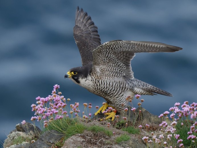 Сокол Сапсан клюв