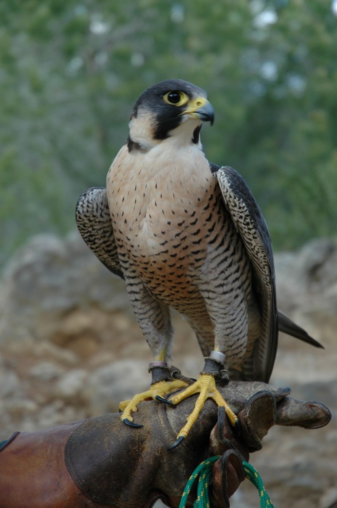 Сокол Сапсан птица
