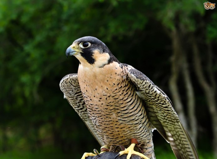 Сокол Сапсан птица