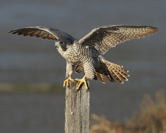 Сокол Сапсан птица