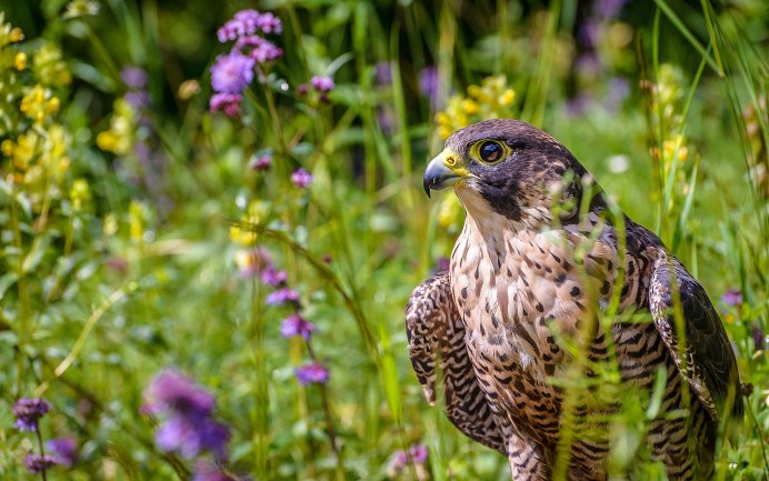 Фалькон Сокол