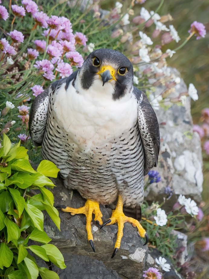 Сапсан птица яйца