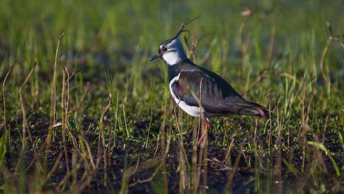 Чибис Vanellus Vanellus