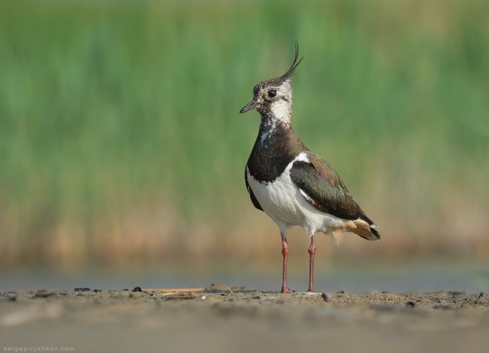 Чибис Vanellus Vanellus гнездо