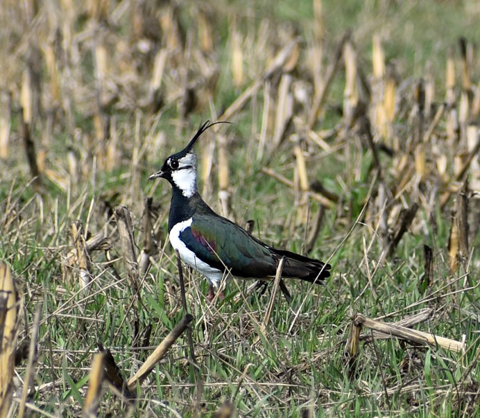 Чибис Vanellus Vanellus