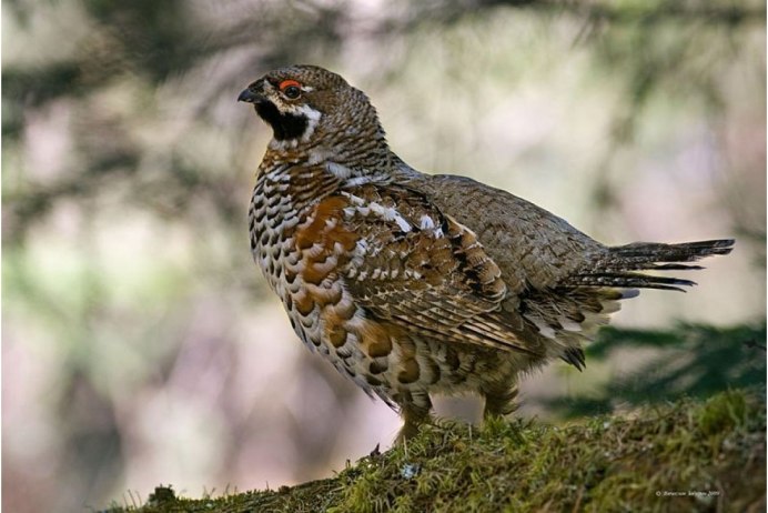Рябчик Tetrastes bonasia