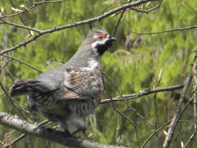 Дикуша обыкновенная / Dendragapus fuliginosus