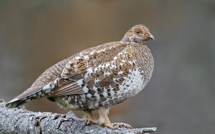 Рябчик Tetrastes bonasia