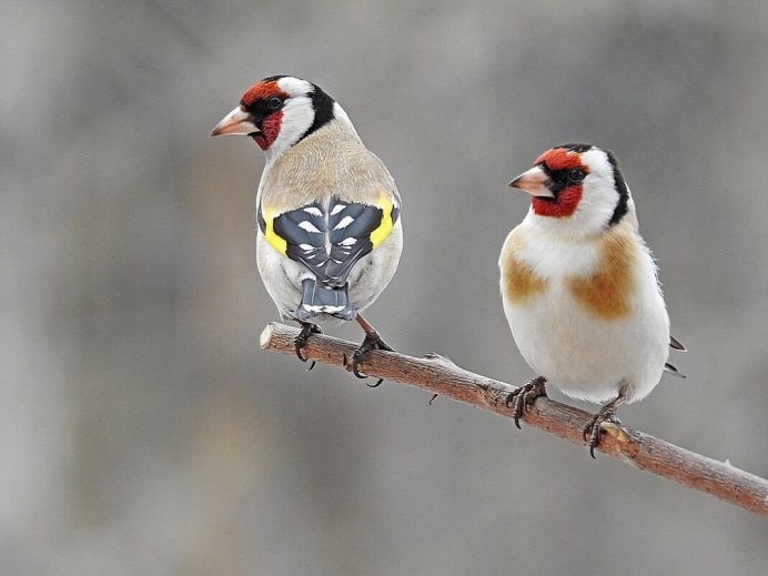 Щегол (Carduelis Carduelis)