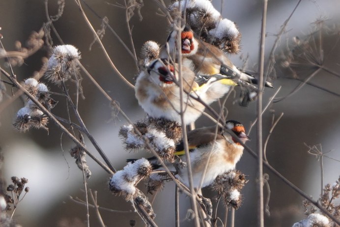 Обыкновенный щегол Carduelis Carduelis