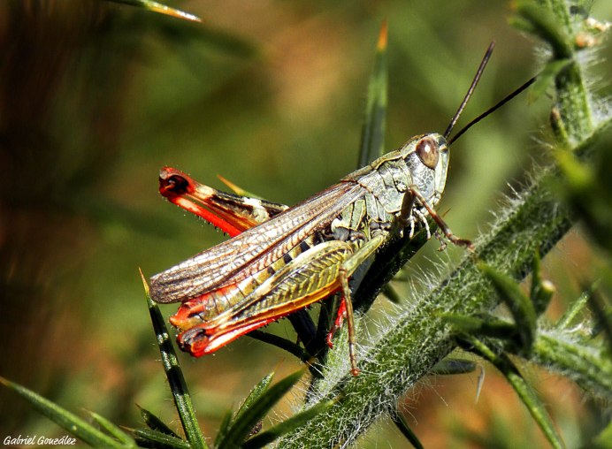 Кузнечик зеленый (Tettigonia viridissima)
