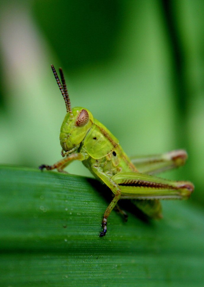 Кузнечик серый (Decticus verrucivorus)