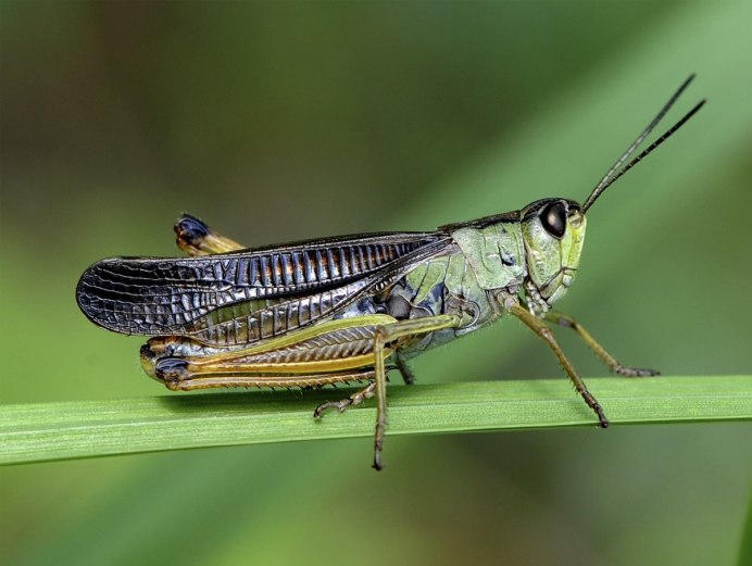 Радужный кузнечик Dactylotum bicolor