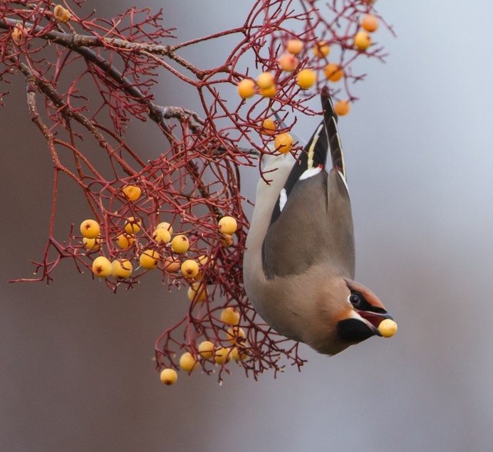 Голуби на рябине