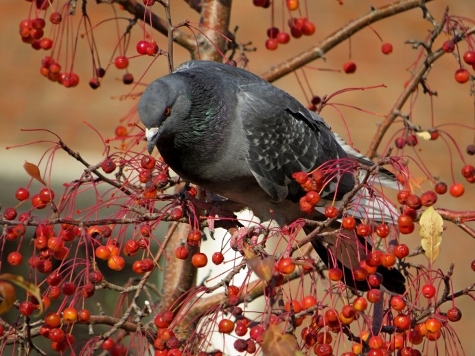 Стая свиристелей на рябине