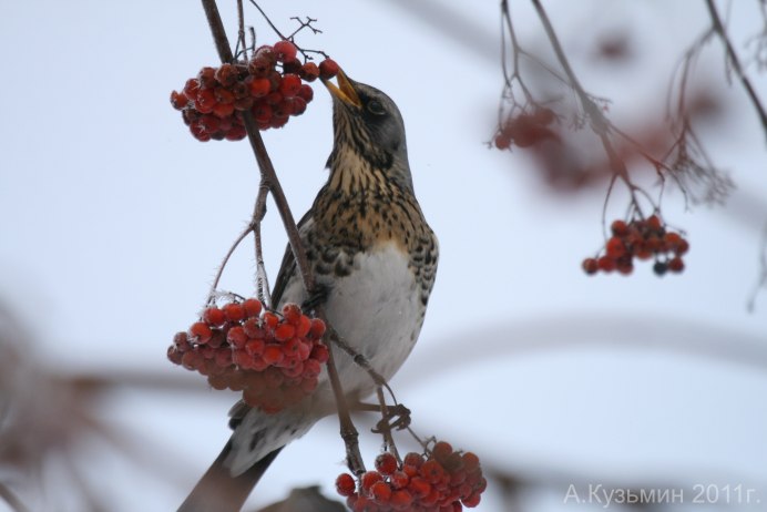 Воробей на рябине