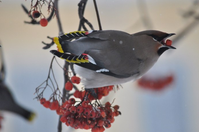Птицы которые едят Тютину